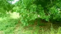 Reproduzir A beleza indiana rural se abaixa e suja com o oficial florestal na floresta